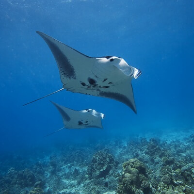 Manta Rays Calendars