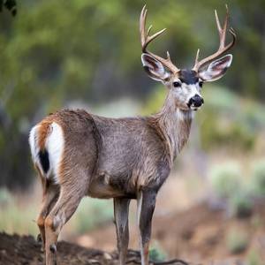 Mule Deer Calendars