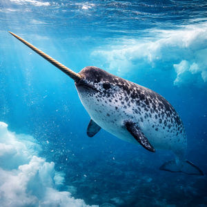 Narwhals Calendars