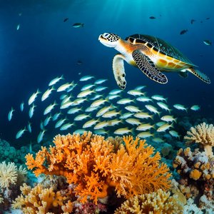 Marine Life Calendars