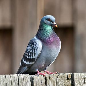 Pigeons Calendars