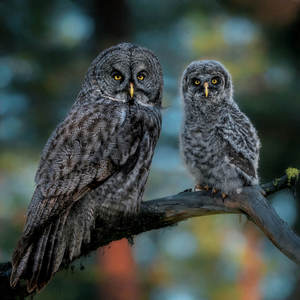 Rocky Mountain Birds Calendar