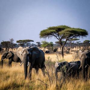 Safari Animals Calendars