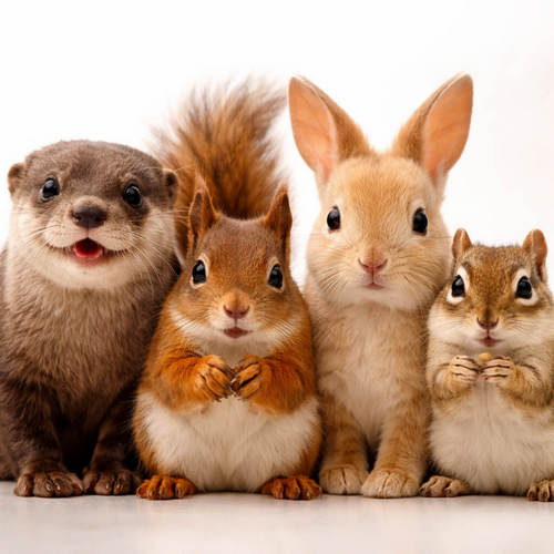 Small Mammals Calendars