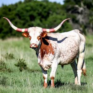 Texas Longhorns Calendars