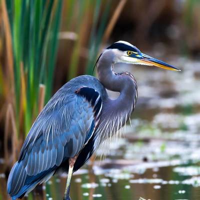 Wetlands Animals Calendars