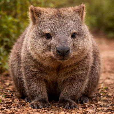 Wombats Calendars