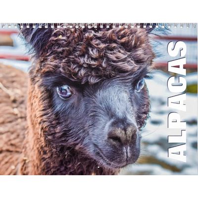 Alpacas 2027 Wall Calendar