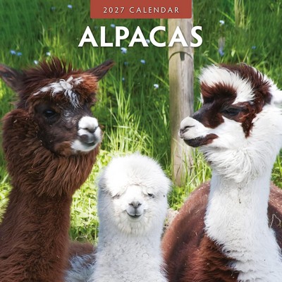 Alpacas 2027 Wall Calendar