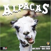 Alpacas 2026 Wall Calendar