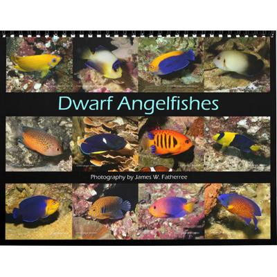 Dwarf Angelfishes 2027 Wall Calendar
