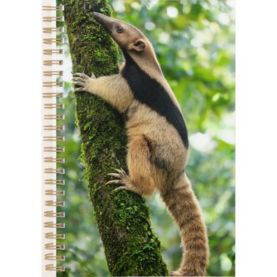 Anteater 2027 Planner