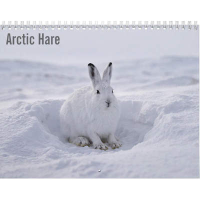 Arctic Hare 2027 Wall calendar