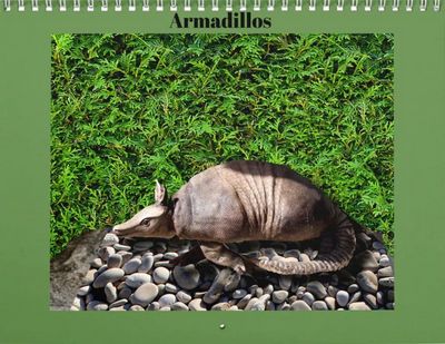 Armadillos 2027 Calendar