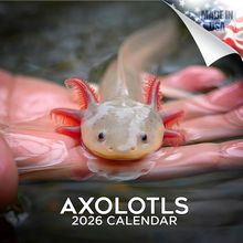 Axolotls 2026 Wall Calendar