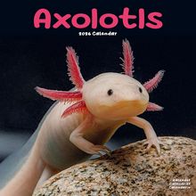 Axolotls 2026 Wall Calendar