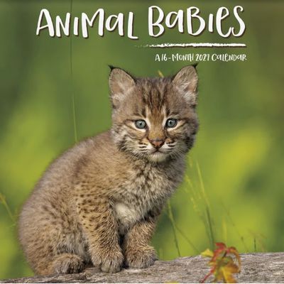 Animal Babies 2027 Mini Wall Calendar
