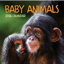 Animals 2026 Calendars