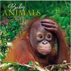 Baby Animals 2026 Wall Calendar