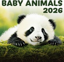 Baby Animals 2026 Calendar