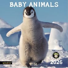 Baby Animals 2026 Calendar