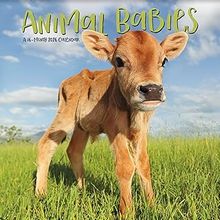 Animal Babies 2026 Calendar