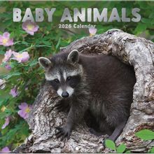 Baby Animals 2026 Calendar