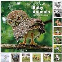 Baby Animals 2026 Calendar