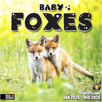Foxes 2026 Calendar