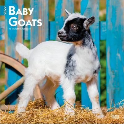 Baby Goats 2027 Wall Calendar