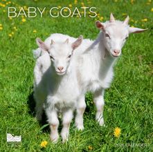 Baby Goats 2026 Wall Calendar