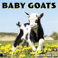 Baby Goats 2026 Calendar