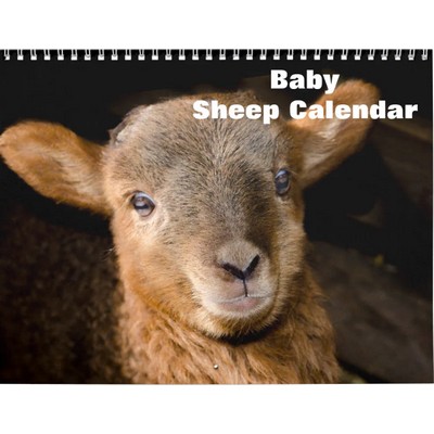 Baby Sheep 2027 Wall Calendar