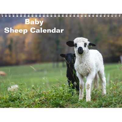 Baby Sheep 2027 Wall Calendar