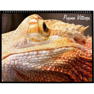 Pogona Vitticeps Bearded Dragon 2027 Calendar