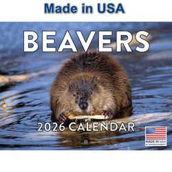 Beavers 2026 Calendar