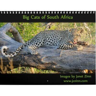 Big Cats of South Africa Calendar