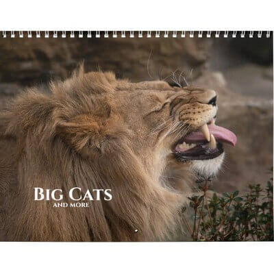 Big Cats 2027 Calendar