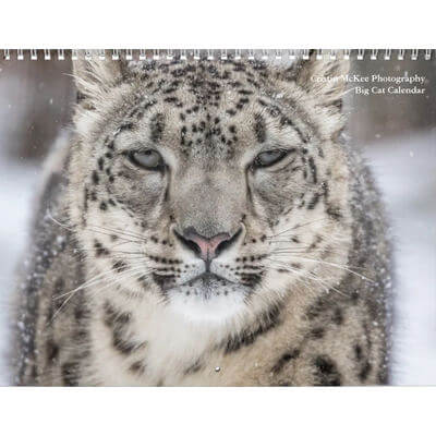 Big Cats 2027 Wall Calendar