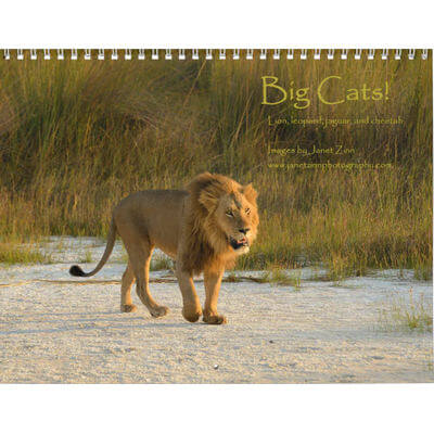 Big Cats 2027 Wall Calendar