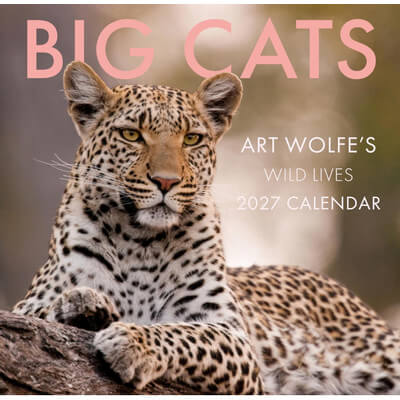 Big Cats 2027 Wall Calendar