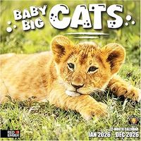 Baby Big Cats 2026 Calendar