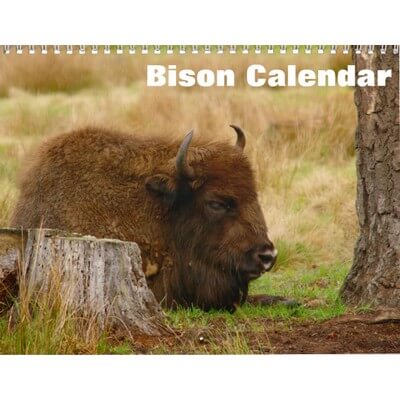 Bison 2027 Wall Calendar