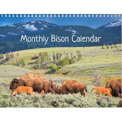Bison 2027 Wall Calendar