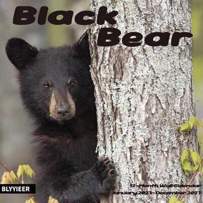 Black Bears 2027 Wall Calendar