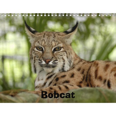 Bobcats 2027 Calendar