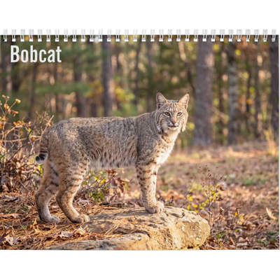 Bobcat 2027 Wall Calendar