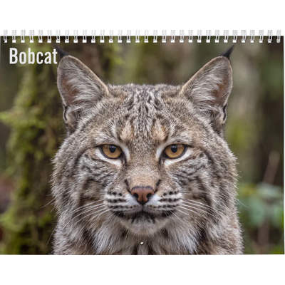 Bobcat 2027 Wall Calendar
