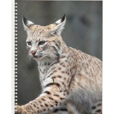 Bobcats 2027 Planner