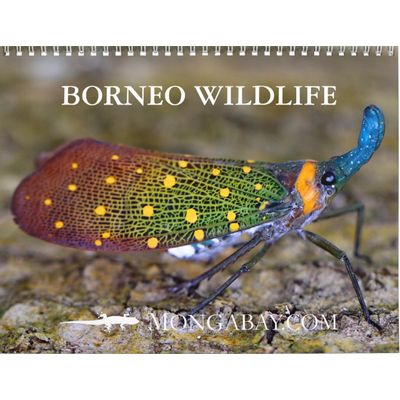 Borneo Rainforest 2027 Wall Calendar